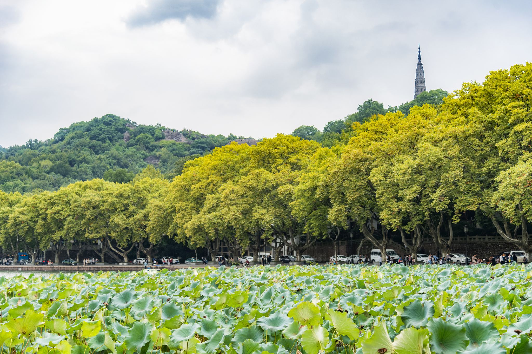 Relaxed Hangzhou Private Tour from Shanghai by Bullet Train