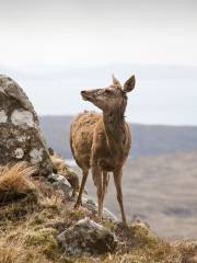 Parco della fauna delle Highland