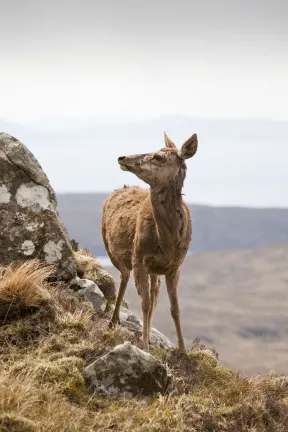 3-звездочные отели в г. Кингасси