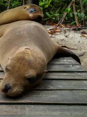 Ohau Point Seal Colony