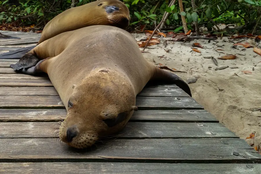 Ohau Point Seal Colony