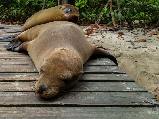 Ohau Point Seal Colony