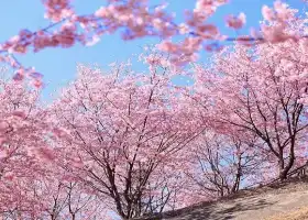 仙居山櫻花園