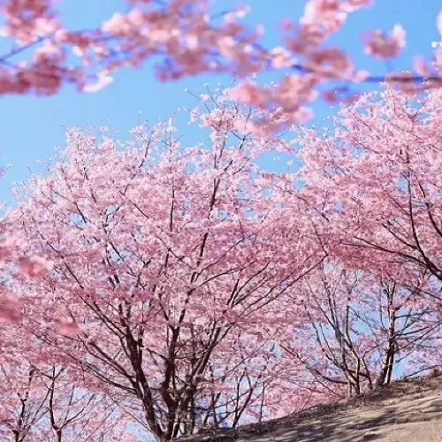仙居山櫻花園