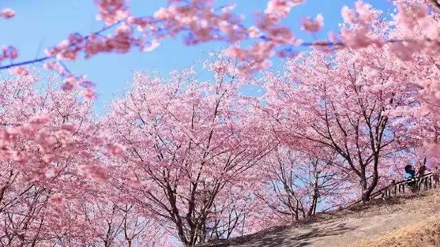 仙居山櫻花園