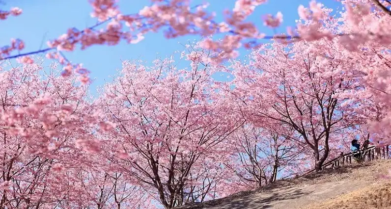 1_仙居山櫻花園