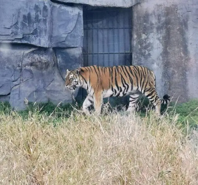 光合穀動物園