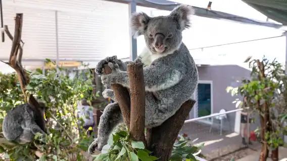 【贈紀念幣|可選考拉合影】雪梨藍山國家公園+動物園一日遊