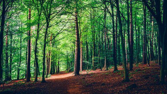 Erlang Mountain Resort