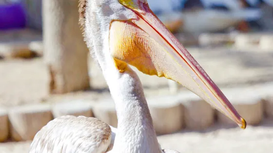 Seaside Seabird Sanctuary