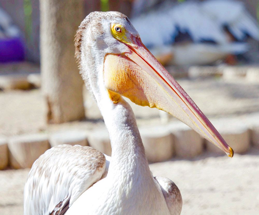Seaside Seabird Sanctuary