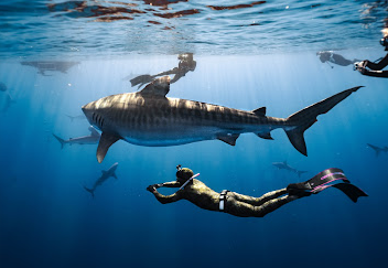 GO ADVENTURE HAWAII