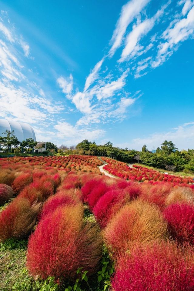 紅葉掃帚草節 | 常陸那珂市