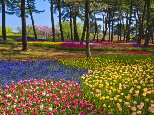 Hitachi Seaside Park