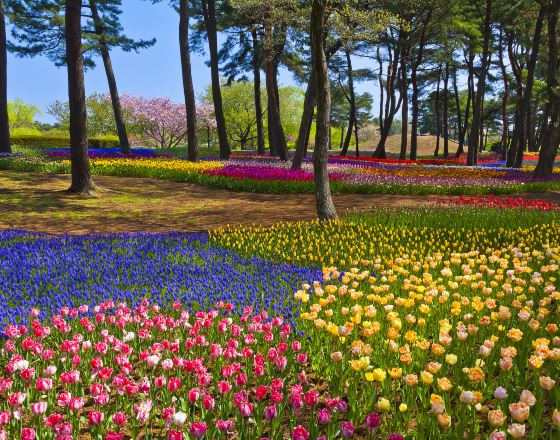 常陸那珂市 自由行套票