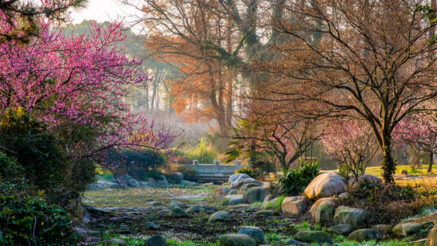 East Lake Plum Garden