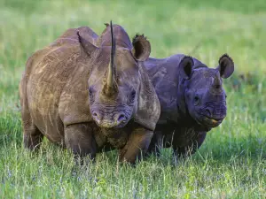 Solio Rhino Conservancy