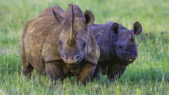 Solio Rhino Conservancy