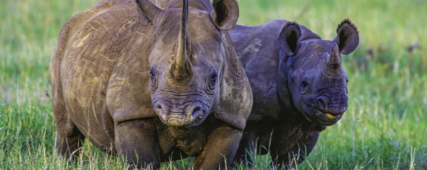 Solio Rhino Conservancy