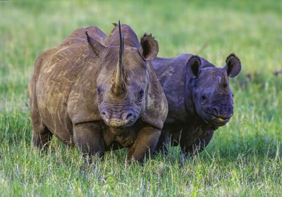 Solio Rhino Conservancy