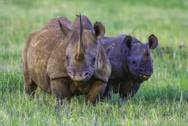 Solio Rhino Conservancy