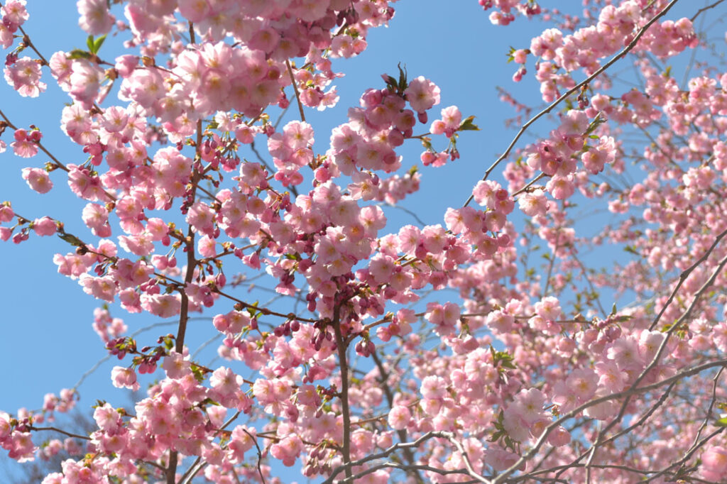 13th Annual Buffalo Cherry Blossom Festival | Buffalo
