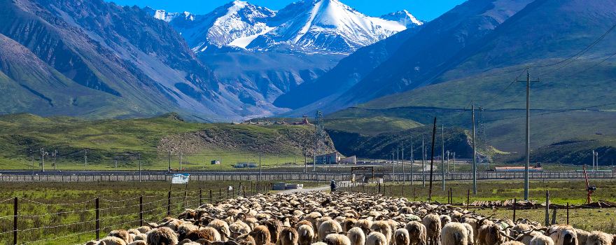 Qilian Mountain Grassland