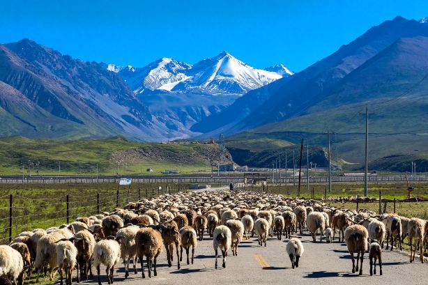 Qilian Mountain Grassland