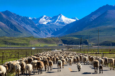 Qilian Mountain Grassland