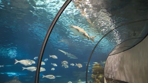 Aquarium Barcelona attraction in Spain
