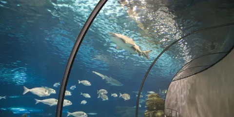 巴塞羅那水族館