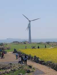새로운 유채꽃 명소 ᓆ