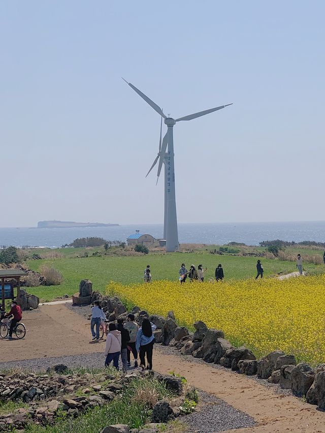새로운 유채꽃 명소 ᓆ