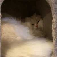 홍대 초저렴한 고양이 만화카페