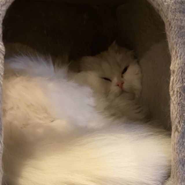 홍대 초저렴한 고양이 만화카페