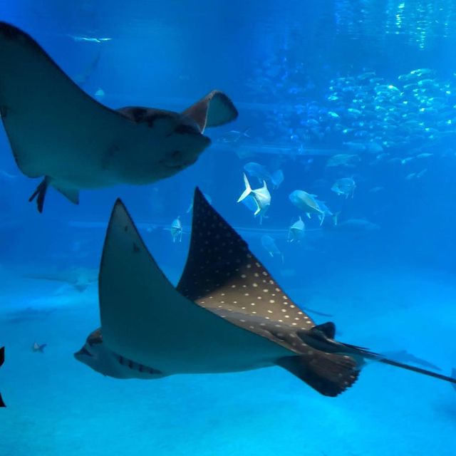 【 可以觀賞到鯨鯊的水族館 】