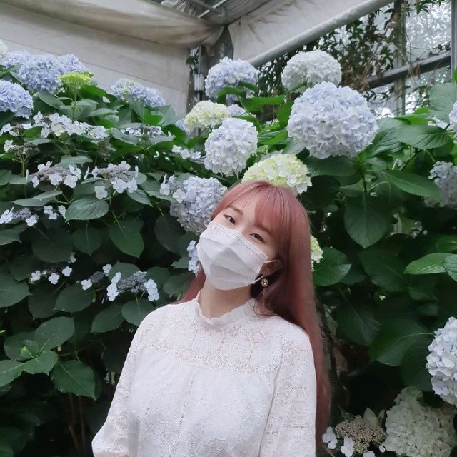 수국이 가득한 카멜리아 힐