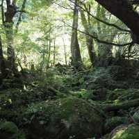 もののけ姫の元となった「苔むすの森」