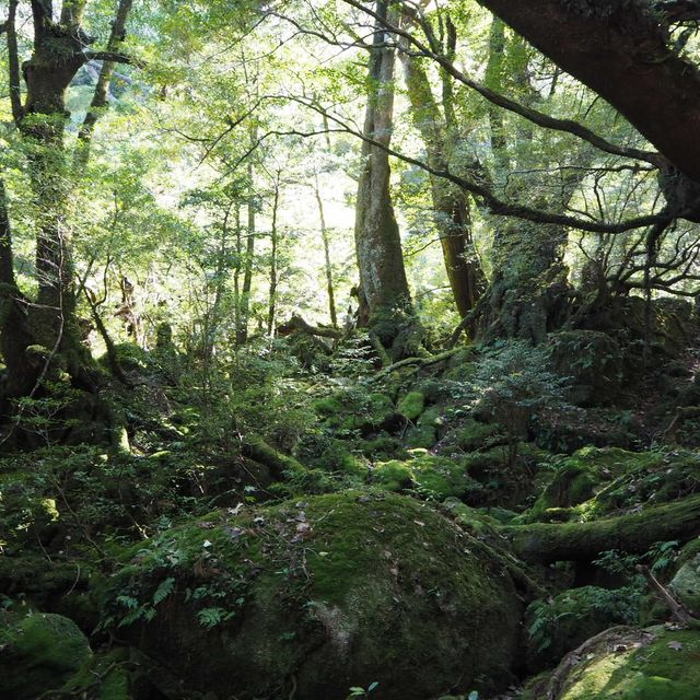 もののけ姫の元となった「苔むすの森」