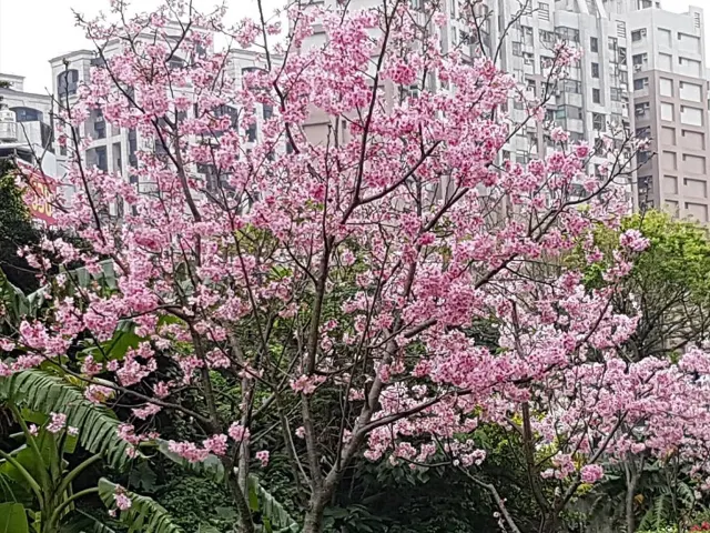 【櫻花季】粉紅大爆發,新北13處賞櫻勝地推薦打卡熱點一次看