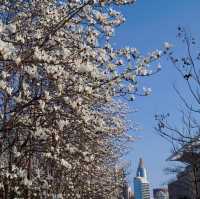 Best Places to See Spring Blossoms in SH