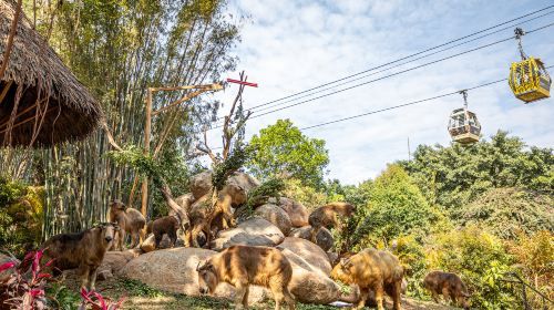 長隆野生動物園