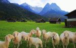 Bavarian Alps