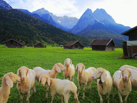 Bavarian Alps