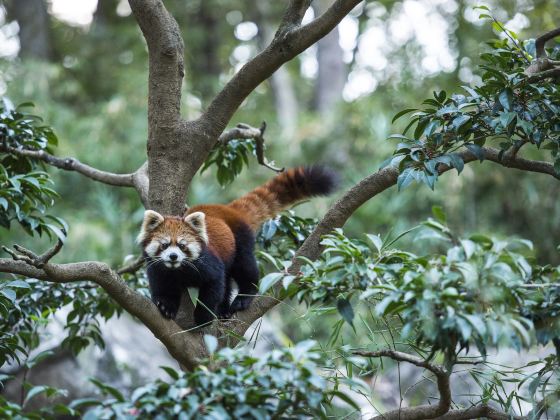 江蘇淹城野生動物世界