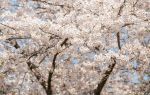 Randen Cherry Blossom Tunnel