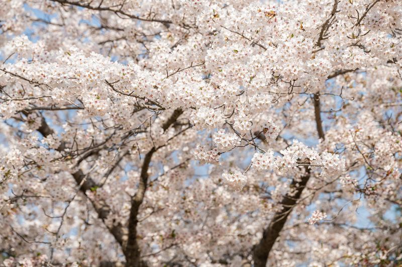 桜のトンネル