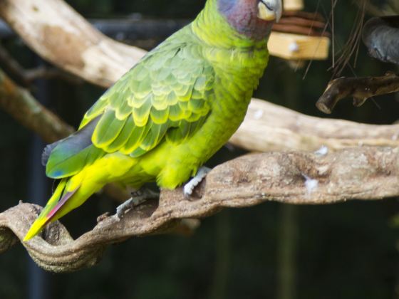 伊瓜蘇鳥園