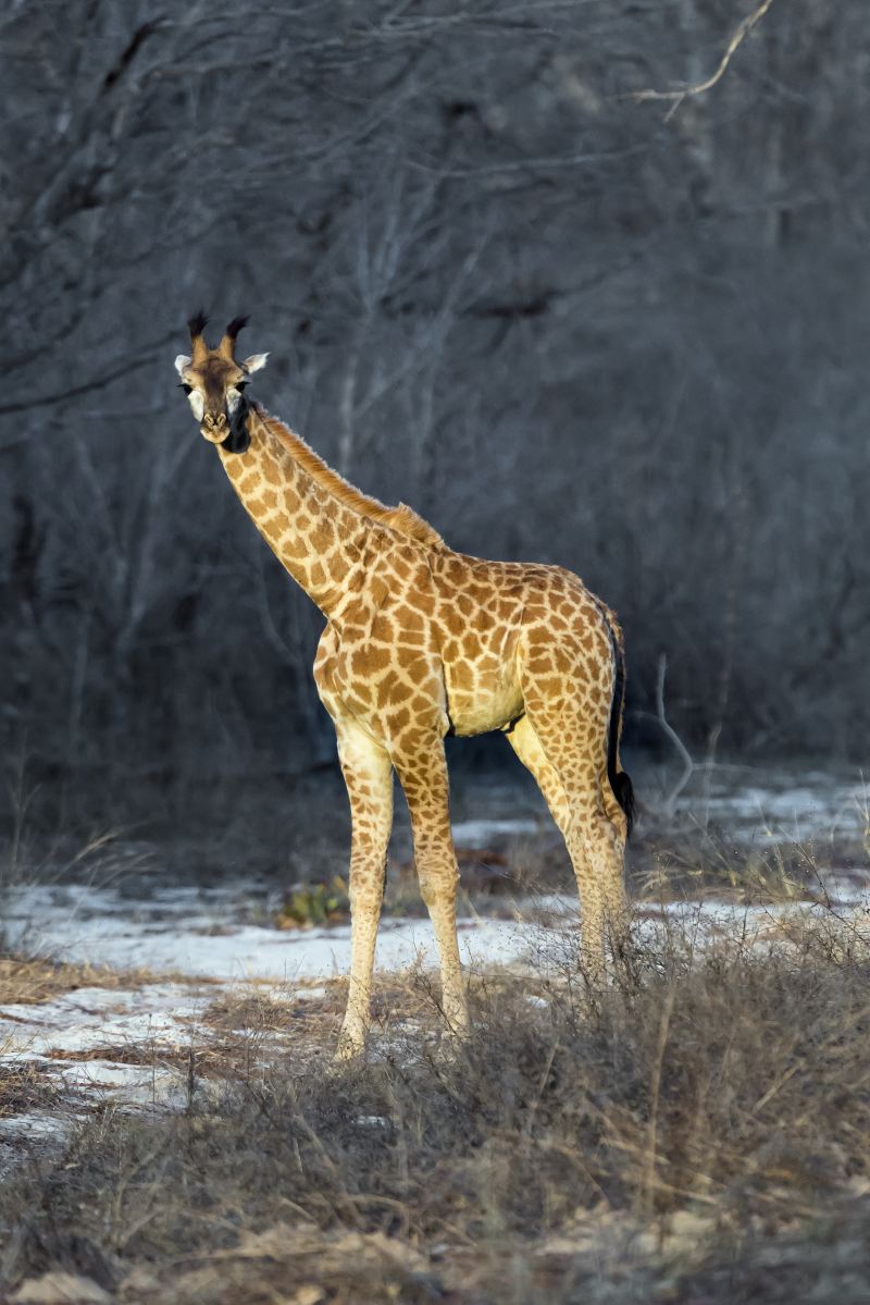 五龍山野生動物王國