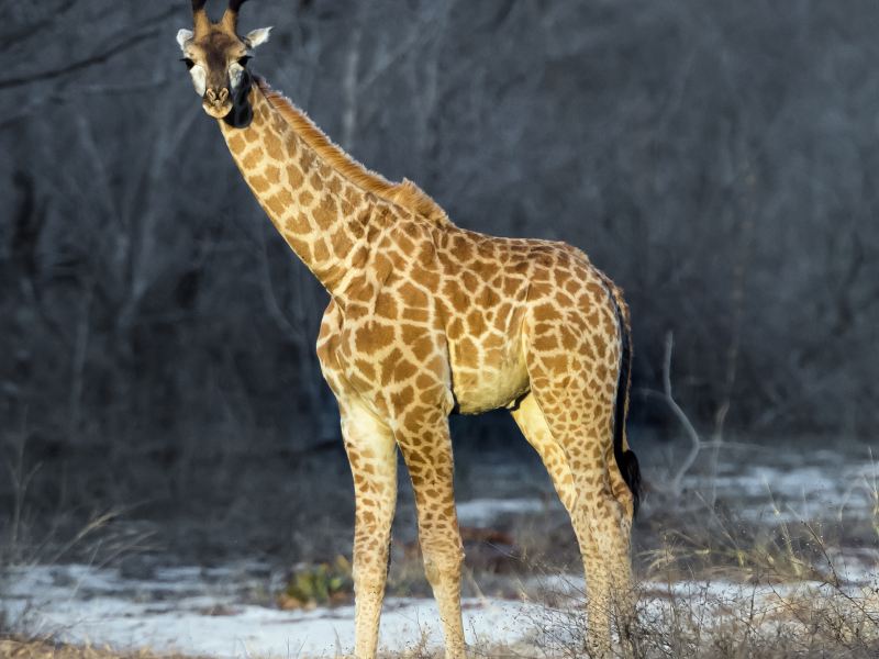 五龍山野生動物王國